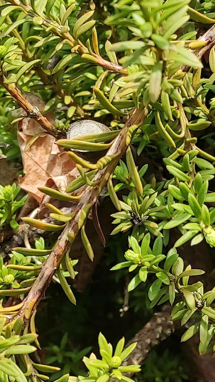 Podocarpus nivalis 13
