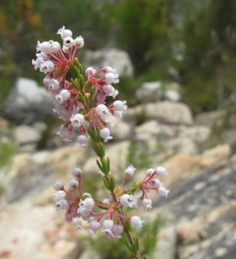 Erica