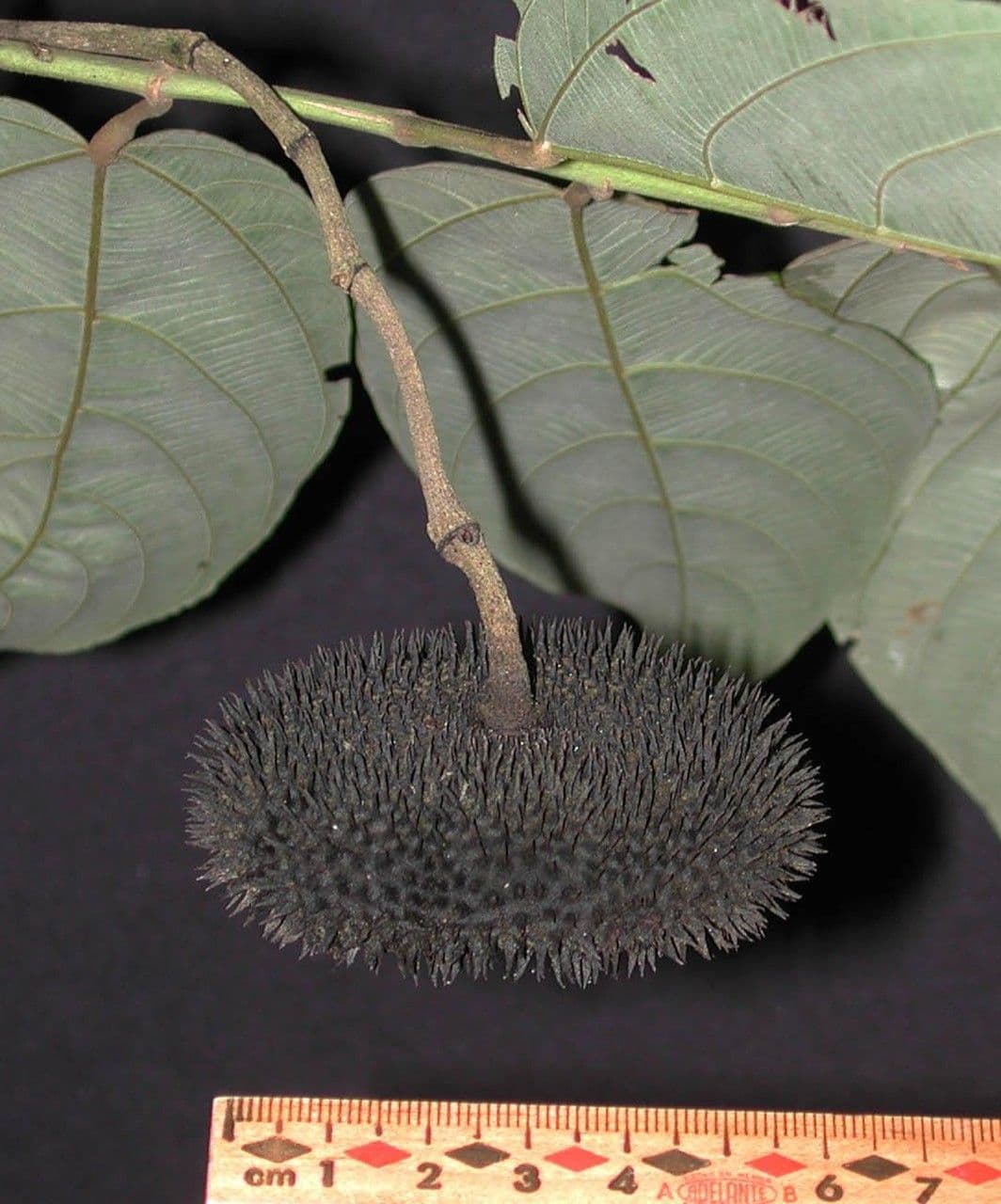 Apeiba 24
