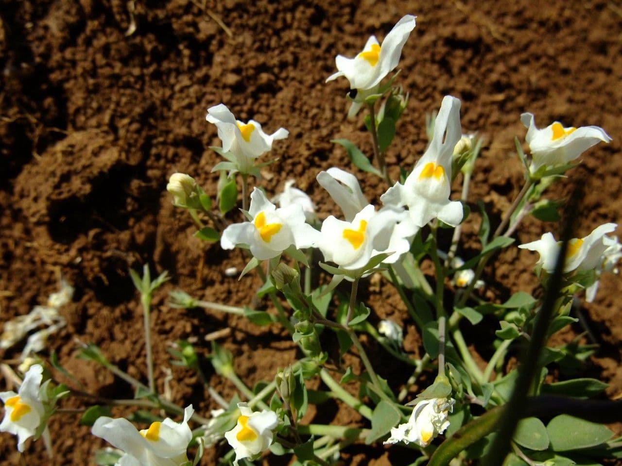Linaria triphylla 7