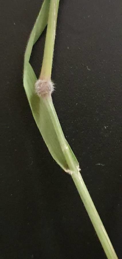 Enneapogon 14
