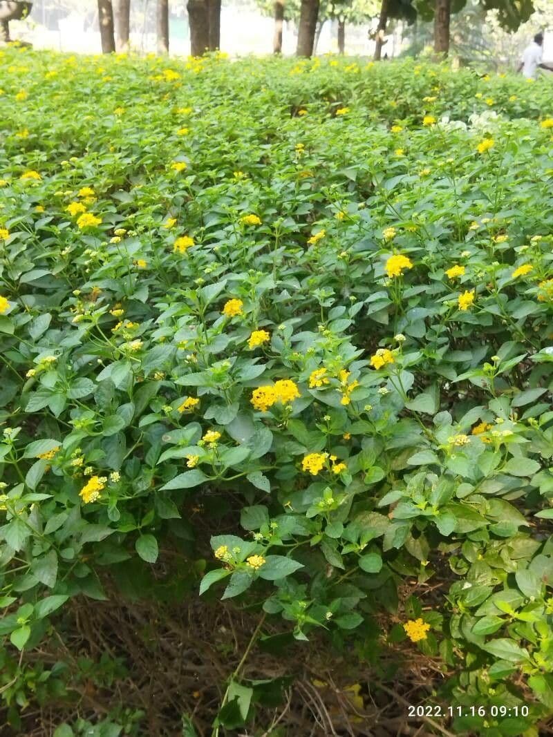Lantana canescens 13