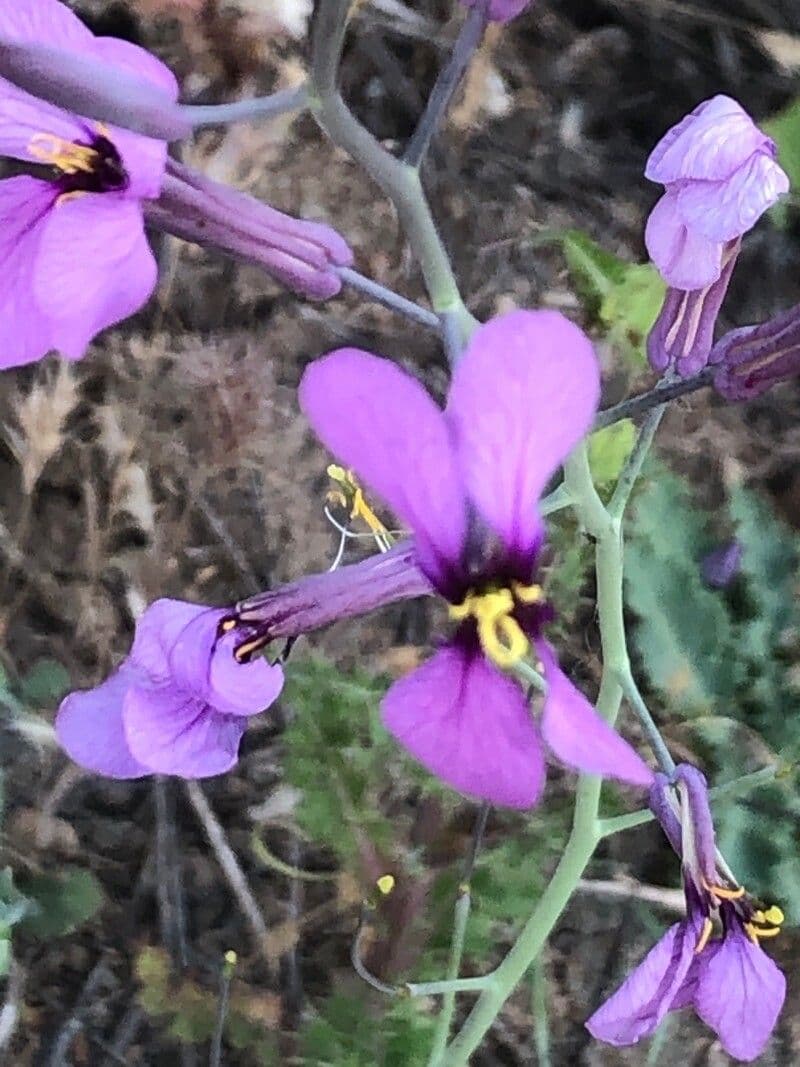 Moricandia 6