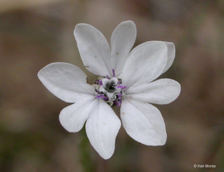 Blepharipappus 3