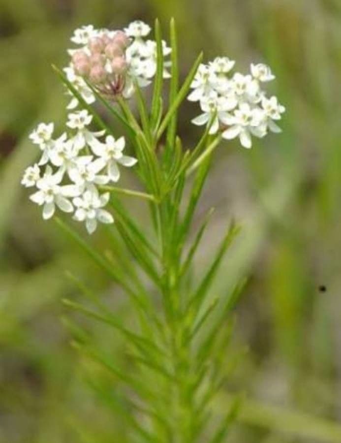 Asclepias verticillata 7