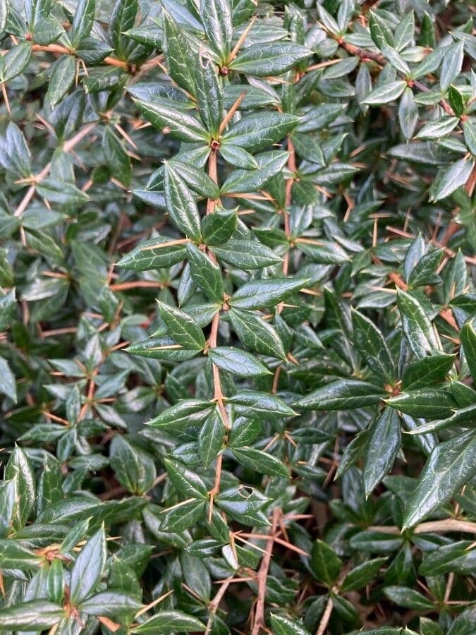 Berberys Gagnepaina 18