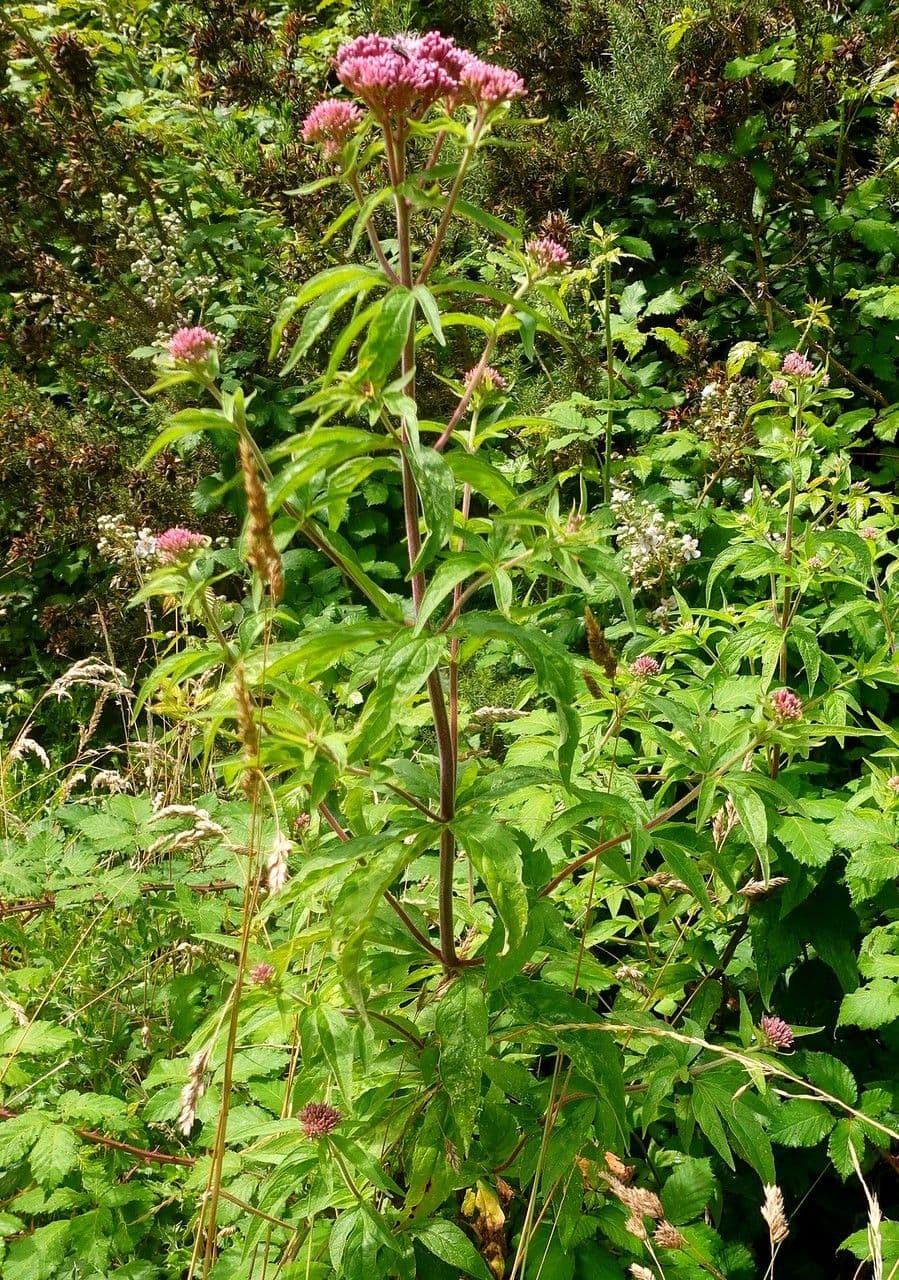 Eupatorio 13