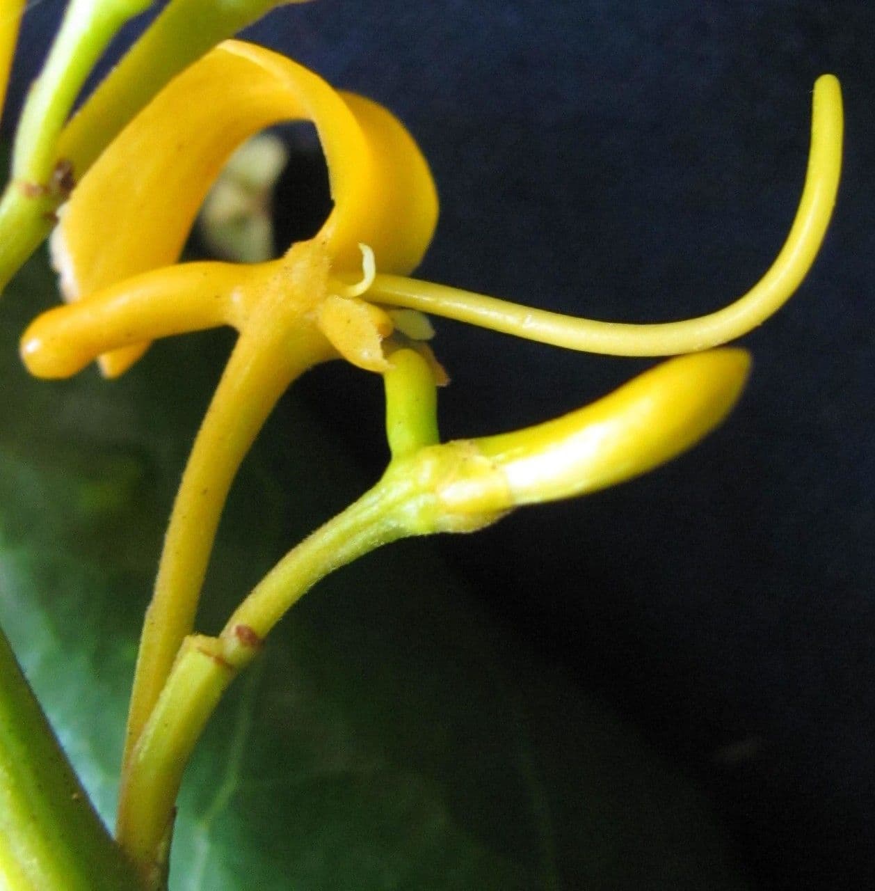 Vochysia guatemalensis 3