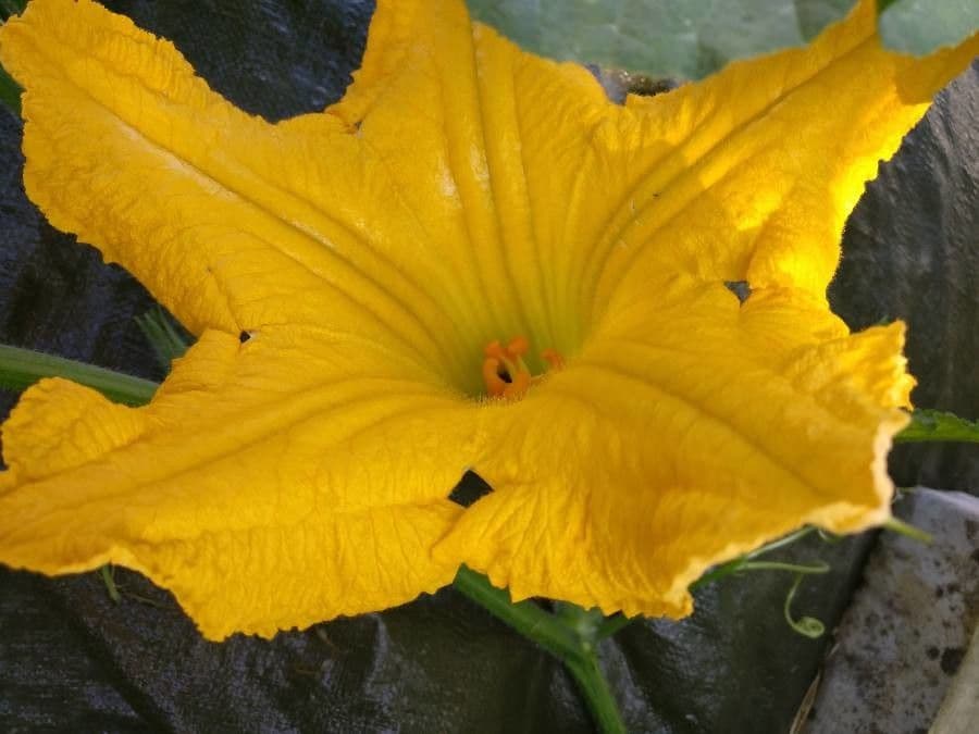 Zucca moscata 9