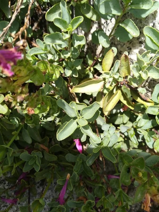 Penstemon newberryi 13