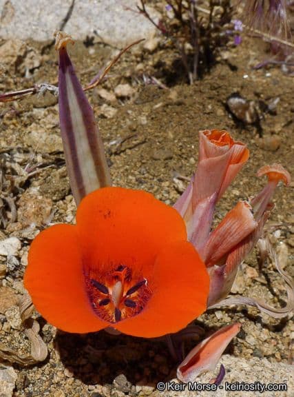 Calochortus di Kennedy 4