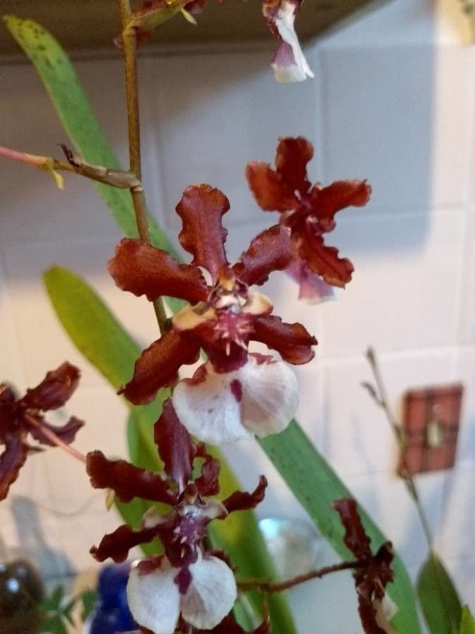 Wydler's dancing-lady orchid