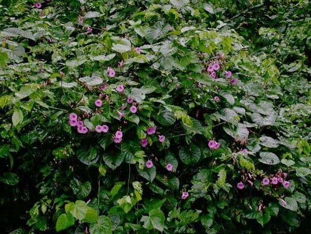 Ipomoea philomega 11