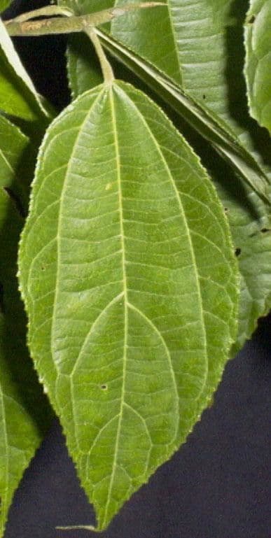 Trichospermum di Lessert 5