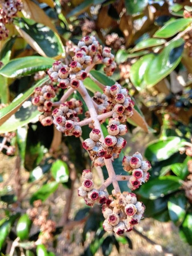 Miconia bianca 2