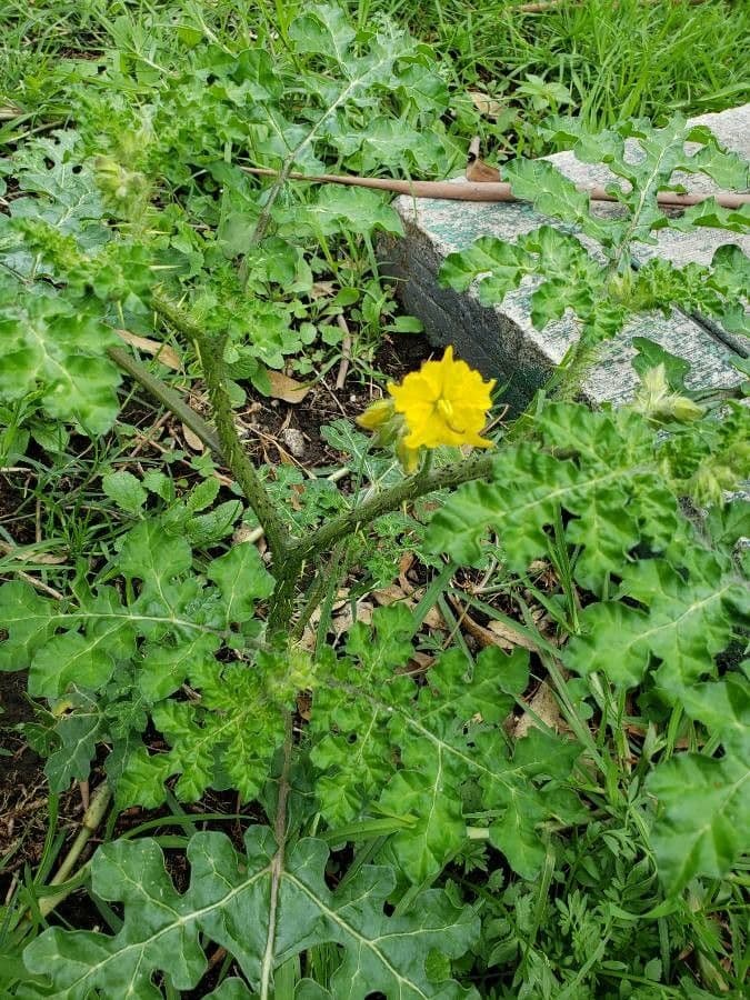 Solanum rostratum 9