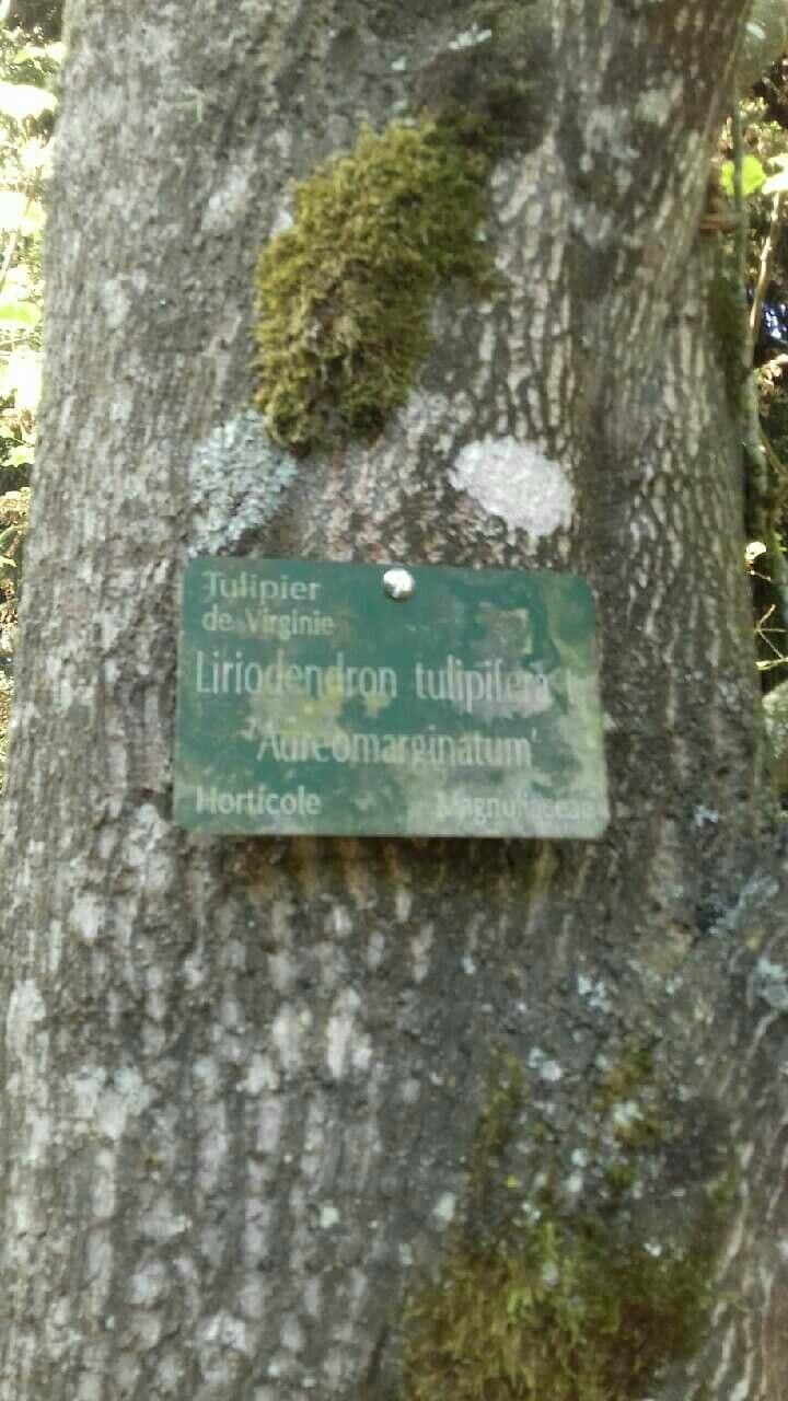 Tulipifero 29