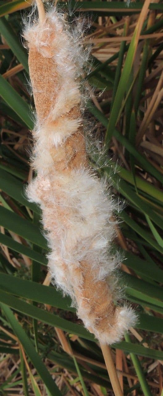 Totora 2