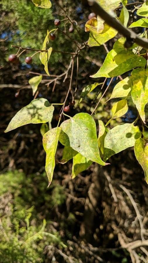 Celtis laevigata 16