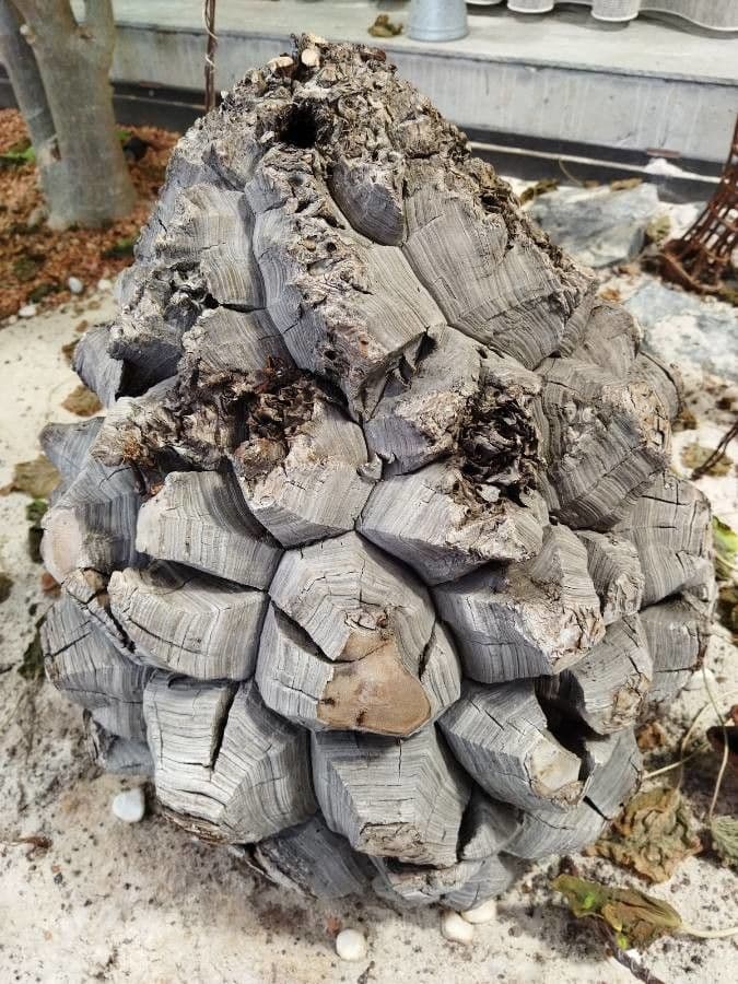 Dioscorea 22