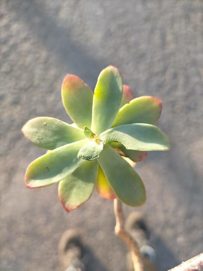 Macdougalls Steinrose