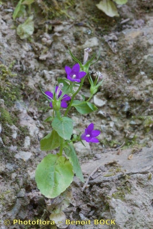 Campanula 6