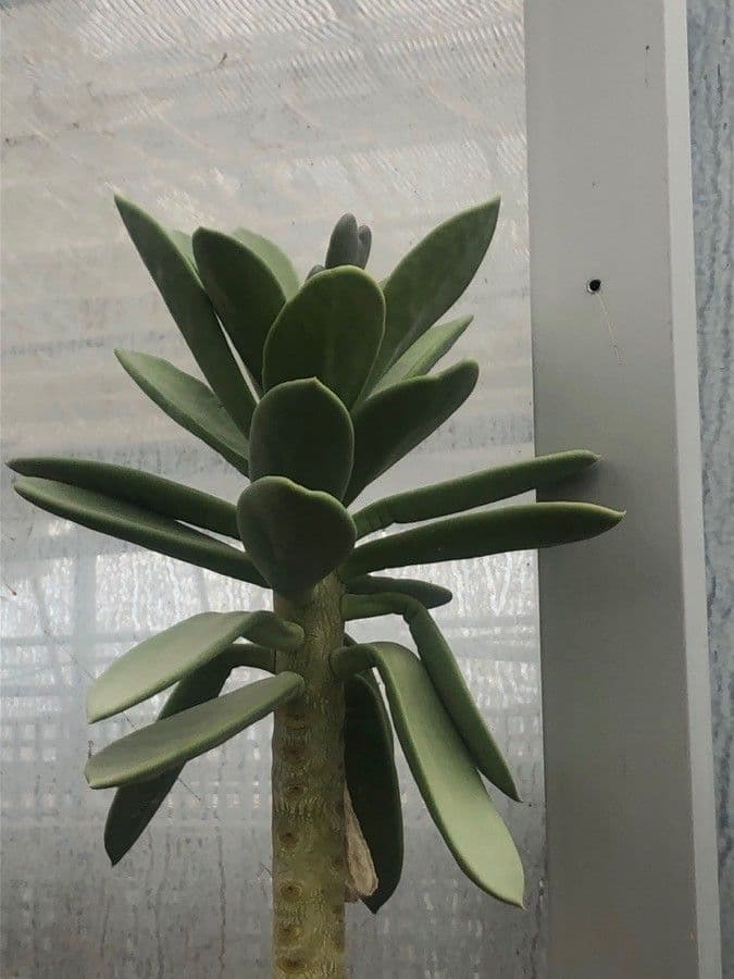Kalanchoe
