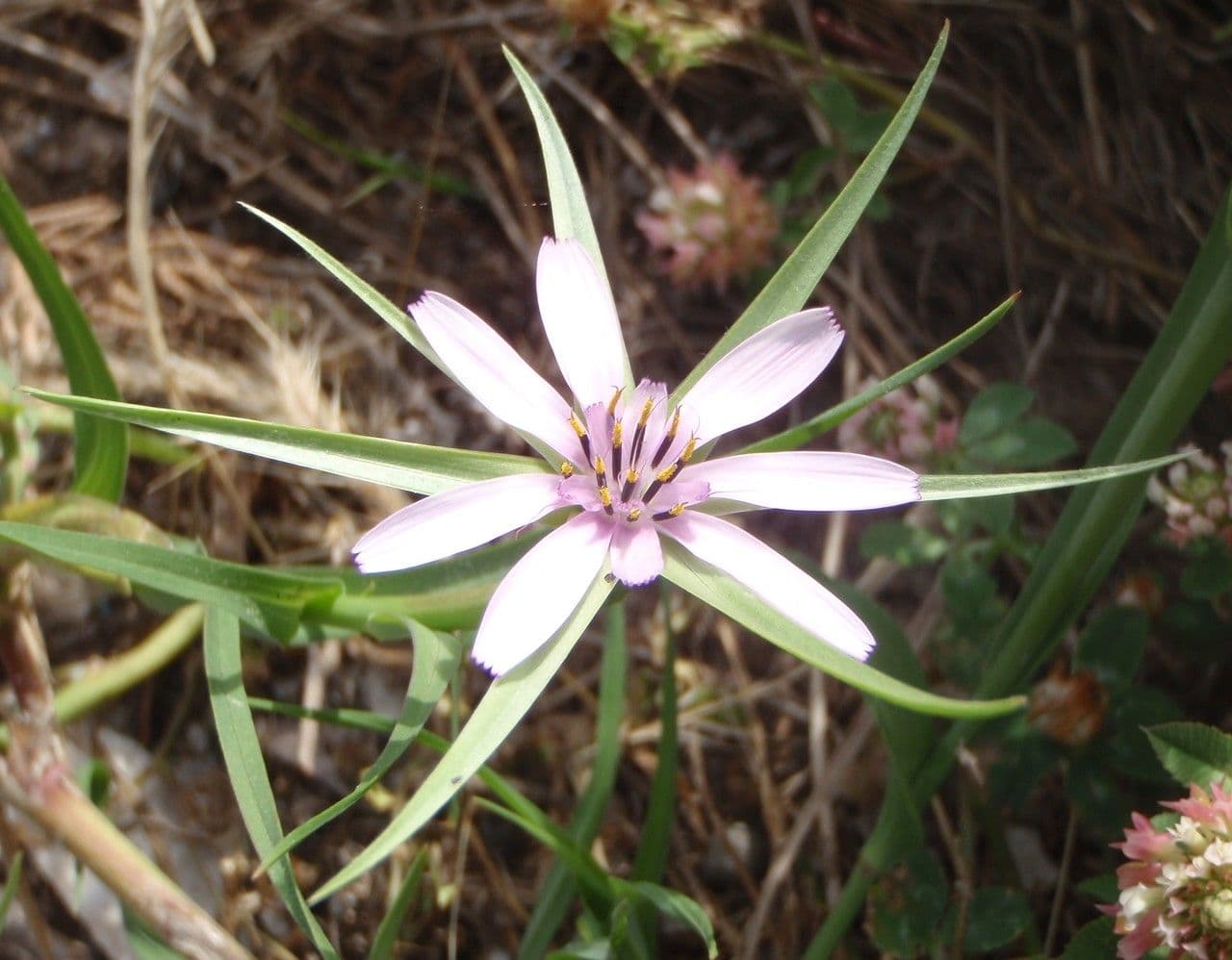 Geropogon hybridus 4