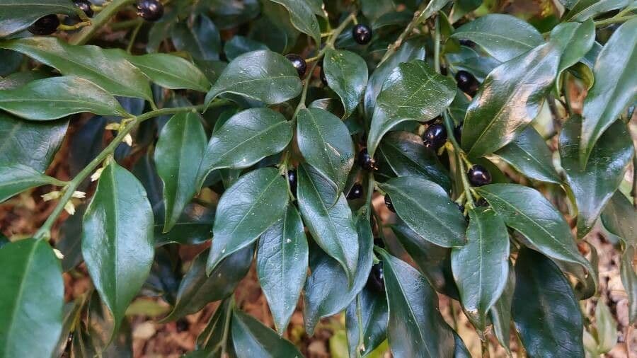 Sarcococca orientale 17
