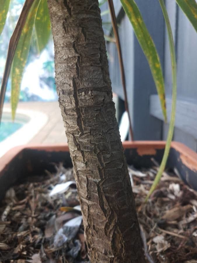 Cordyline 19