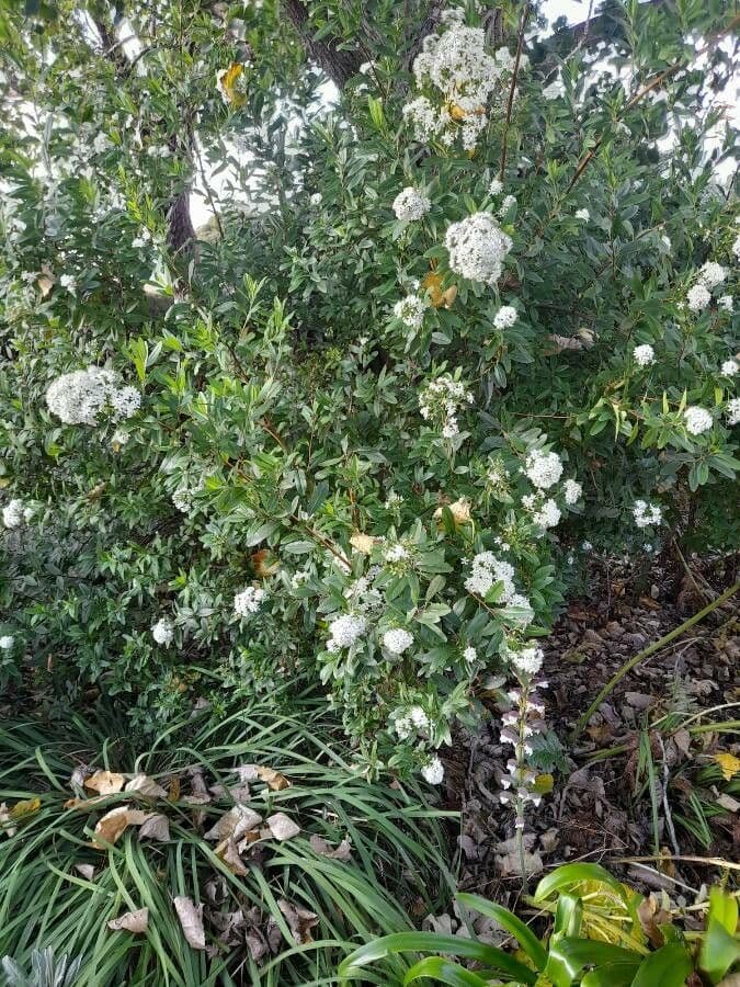 Escallonia 4