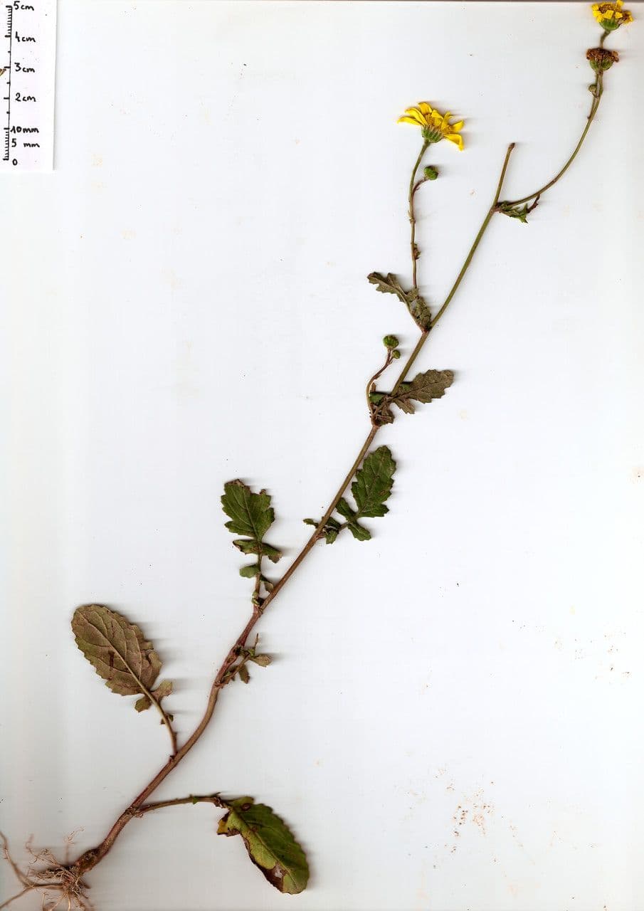 Senecione erratico 17