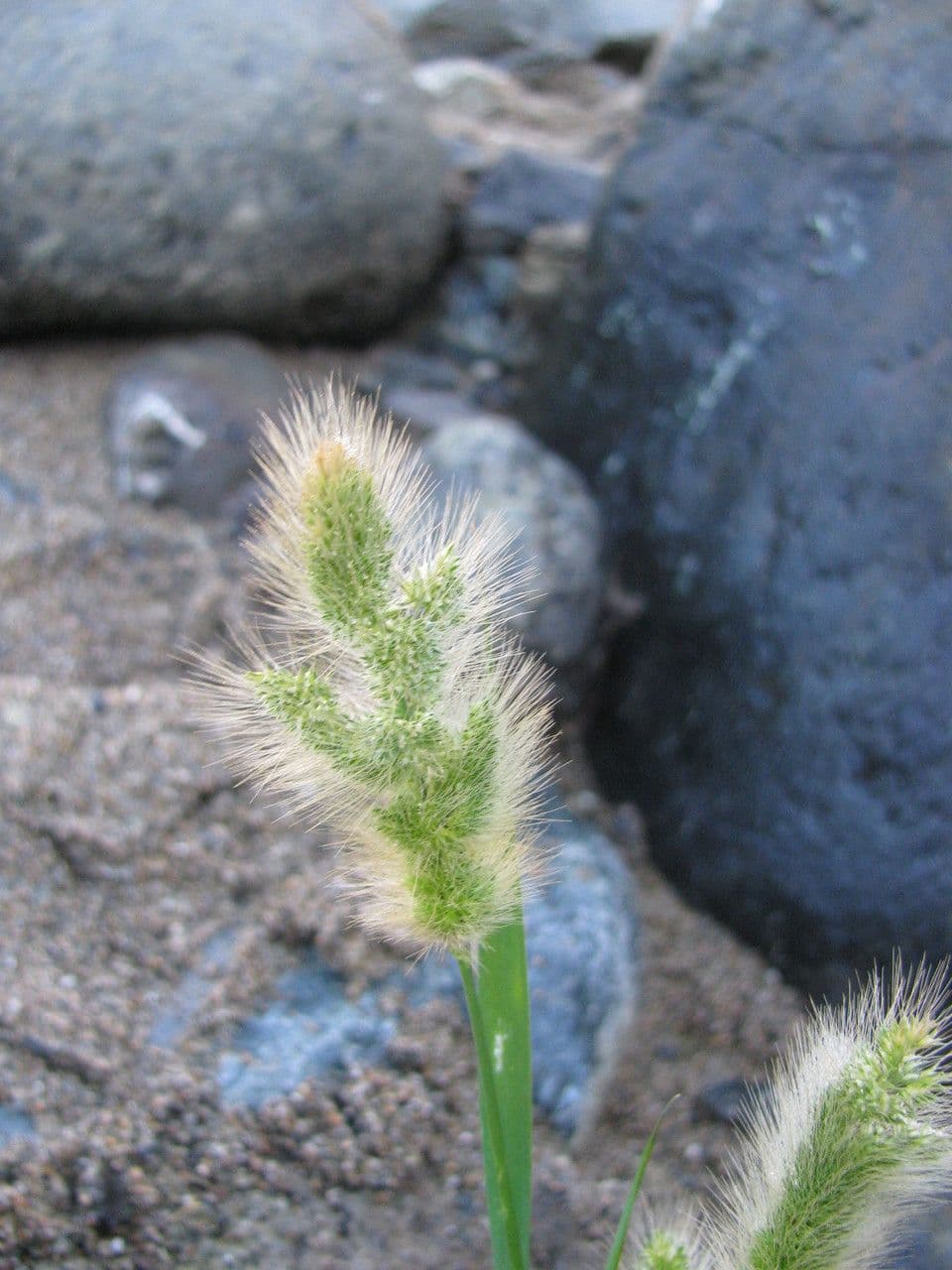 Polypogon