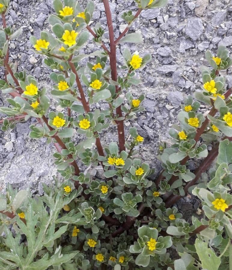 Porcellana comune 10