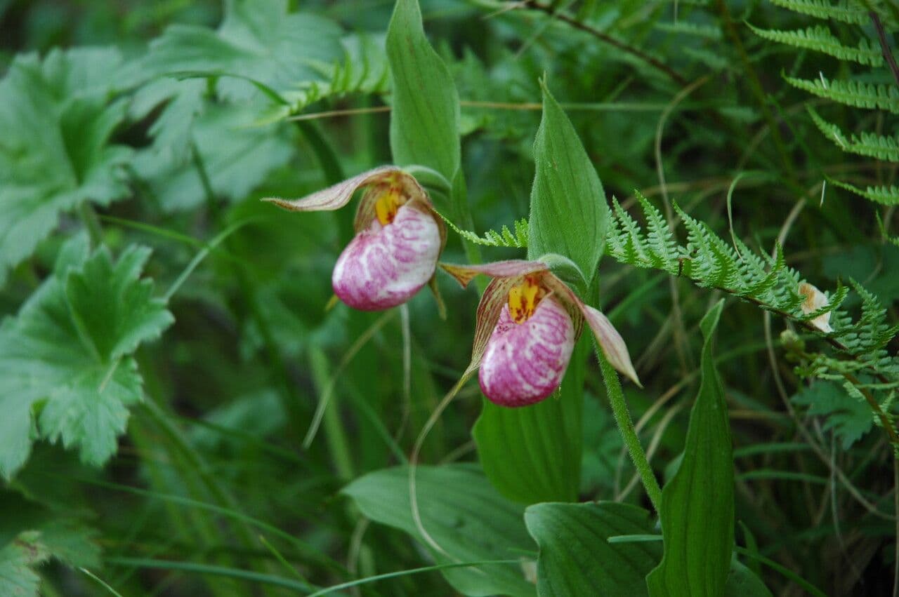 Cipripedio himalayano 2