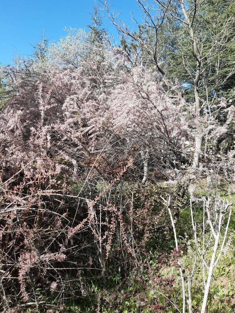 Tamarix parviflora 27