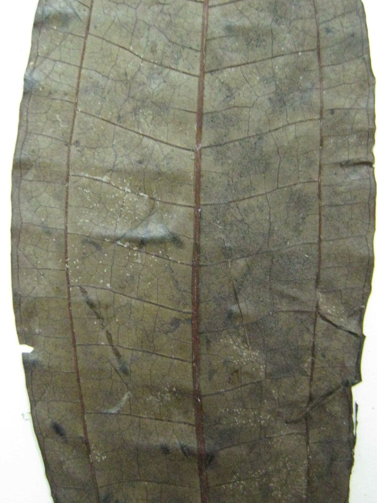 Miconia 25
