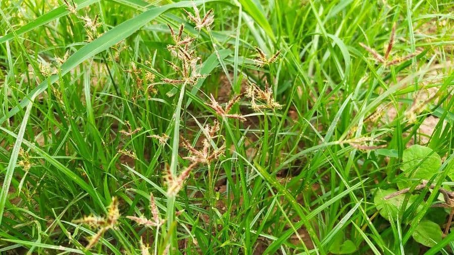 Rundes Zypergras 8