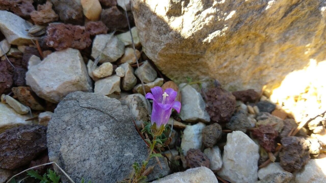 Campanula
