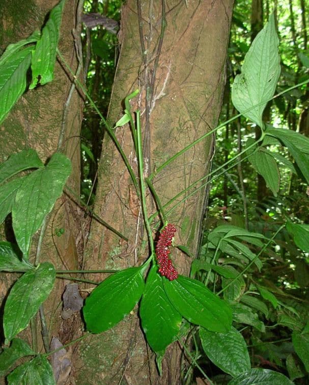 Aroidea 9