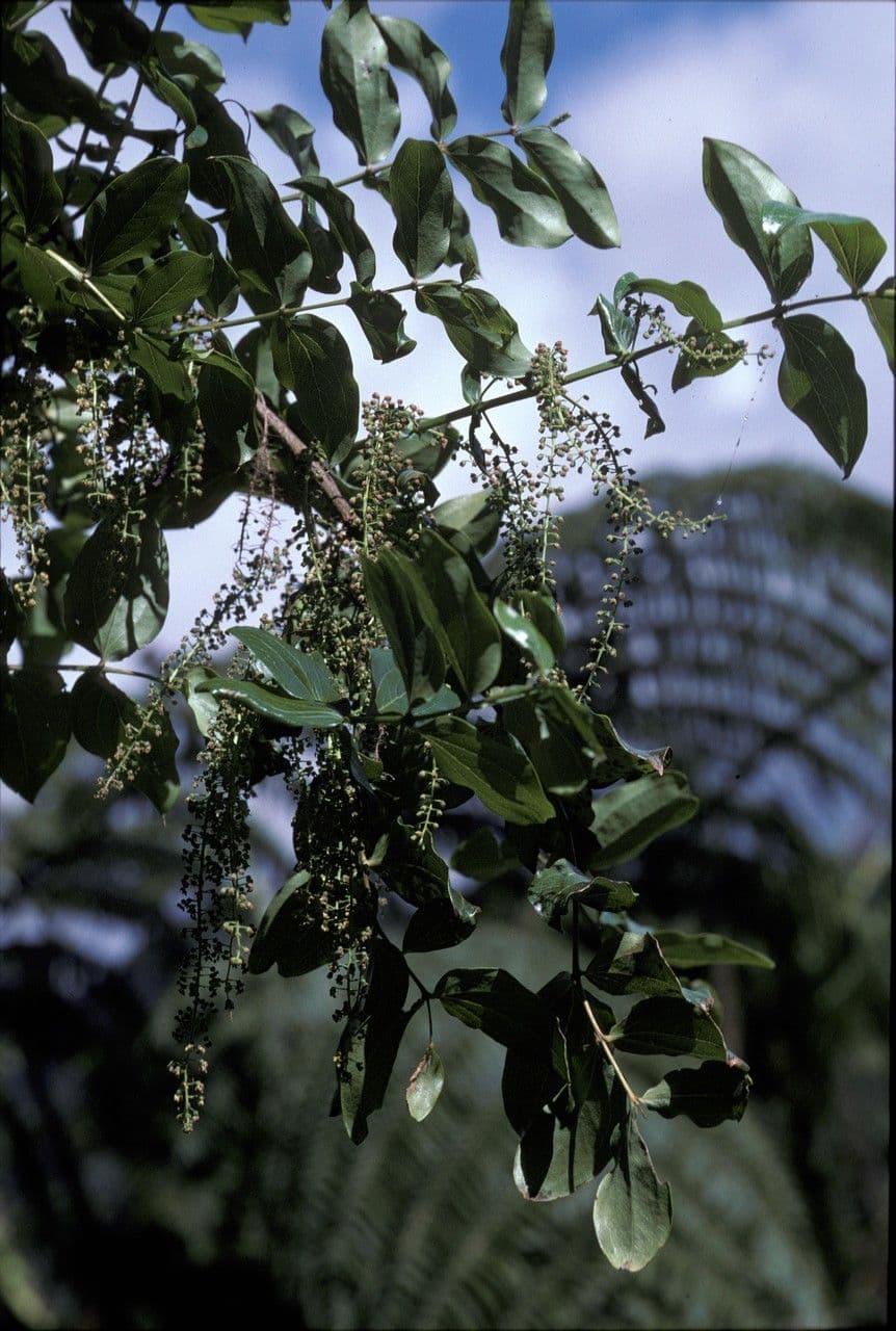 Coriaria arborea 3