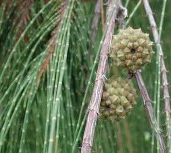 Allocasuarina glauque