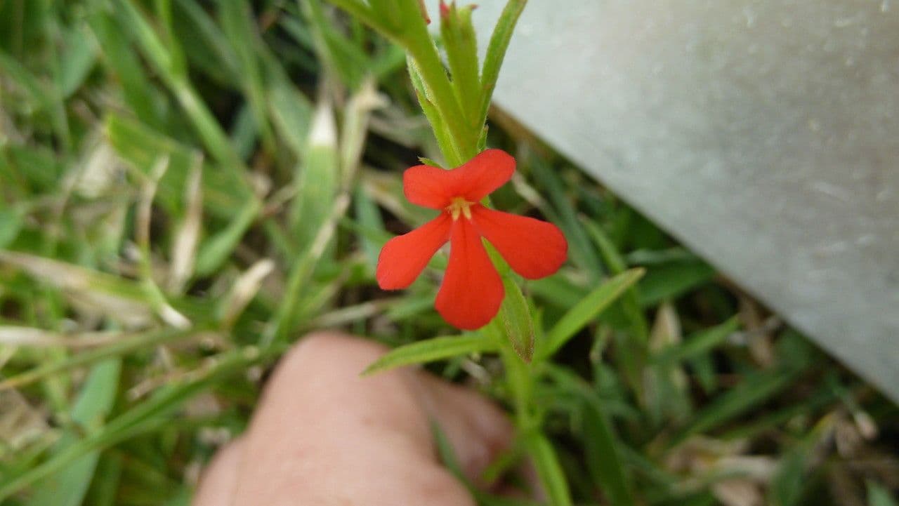 Striga 4