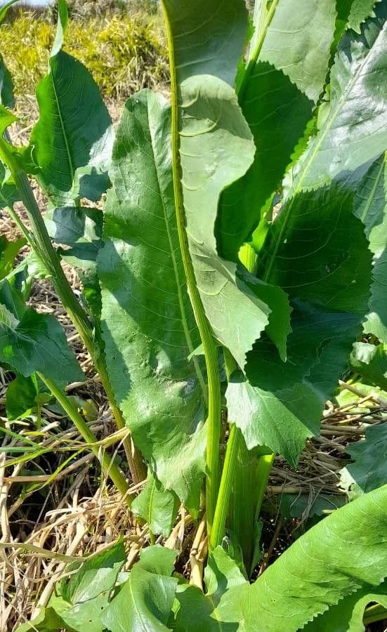 Senecio 10