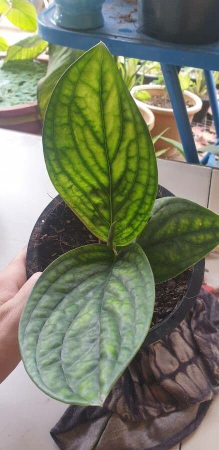 Monstera 8
