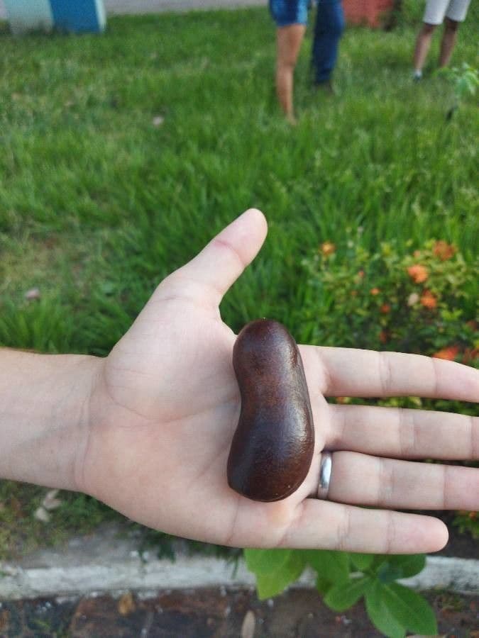 Hymenaea courbaril 2