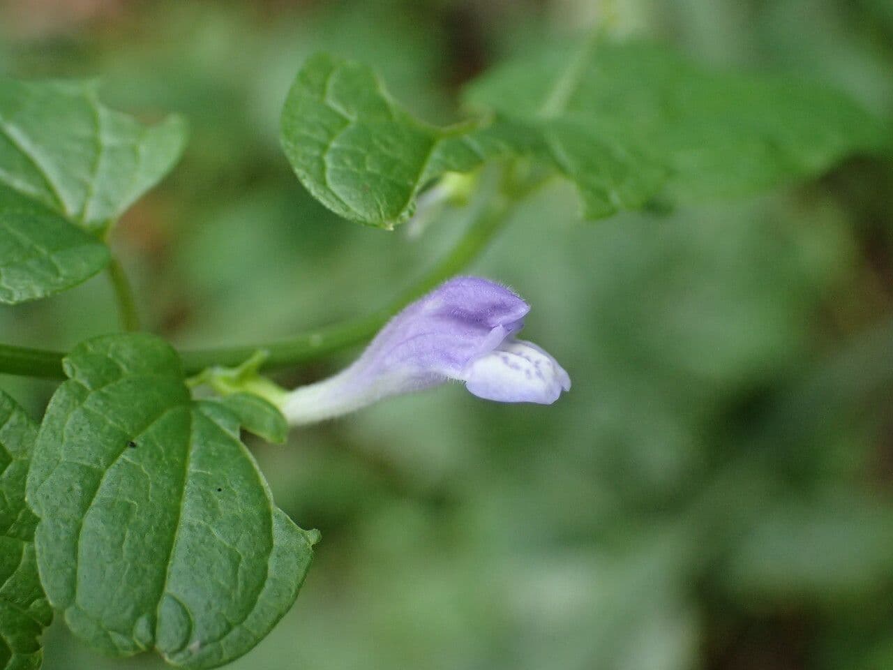 Scutellaria comune 6