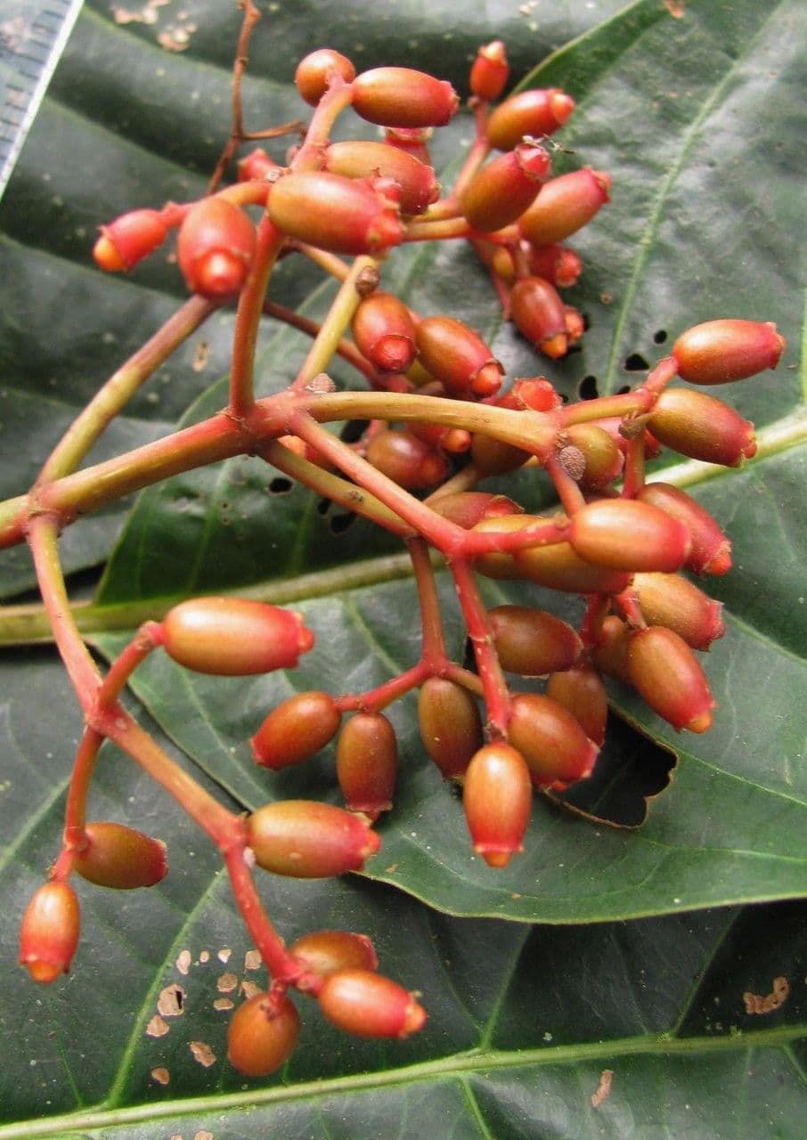 Hamelia 2
