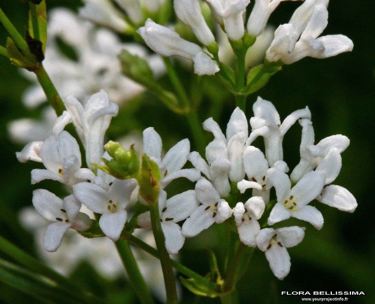 Asprella tintoria 5