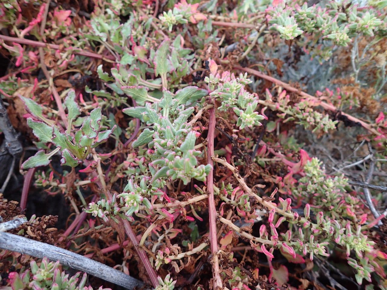 Patellifolia 9